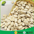 2016 september new arrival pumpkin seeds kernels